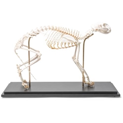 3B Scientific Cat Skeleton, Flexibly Mounted, Specimen