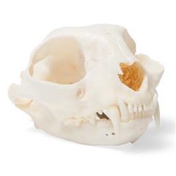 3B Scientific Cat Skull, Specimen