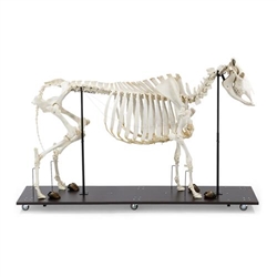 3B Scientific Bovine Cow Skeleton, without Horns, Articulated