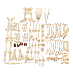 3B Scientific Bovine Cow Skeleton, without Horns, Disarticulated