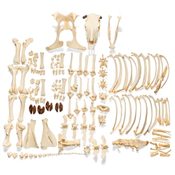 3B Scientific Bovine Cow Skeleton, with Horns, Disarticulated