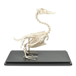 3B Scientific Duck Skeleton, Specimen