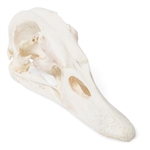 3B Scientific Duck Skull, Specimen