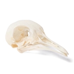 3B Scientific Pigeon Skull, Specimen