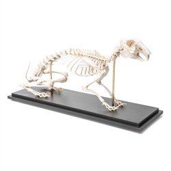 3B Scientific Rabbit Skeleton, Specimen