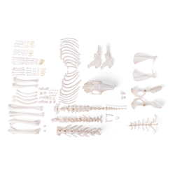3B Scientific Rabbit Skeleton, Disarticulated
