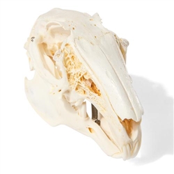 3B Scientific Rabbit Skull, Specimen