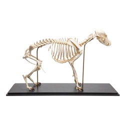 3B Scientific Dog Skeleton, Size M, Specimen