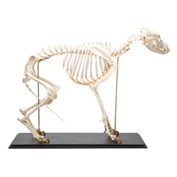 3B Scientific Dog Skeleton, Size L, Specimen