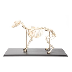 3B Scientific Dog Skeleton, Size M, Flexibly Mounted, Specimen