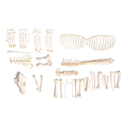 3B Scientific Dog Skeleton, Size M, Disarticulated