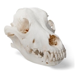 3B Scientific Dog Skull, Size M, Specimen