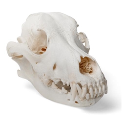 3B Scientific Dog Skull, Size L, Specimen