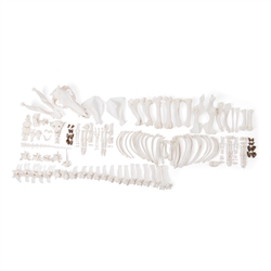 3B Scientific Pig Skeleton, F, Disarticulated