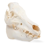 3B Scientific Domestic Pig Skull (Sus Scrofa Domesticus), Female, Specimen