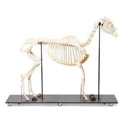 3B Scientific Horse Skeleton (Equus Ferus Caballus), Male, Specimen