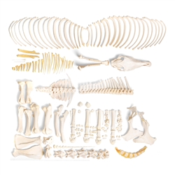 3B Scientific Horse Skeleton, Female, Disarticulated