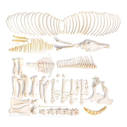 3B Scientific Horse Skeleton (Equus Ferus Caballus), Male, Disarticulated