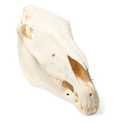 3B Scientific Horse Skull, Specimen