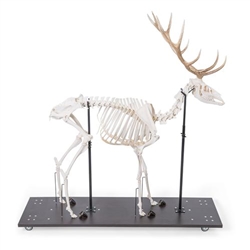 3B Scientific Red Deer Skeleton, Male, Articulated on Base