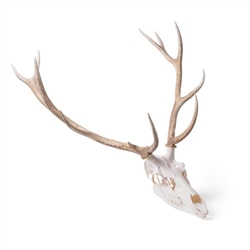 3B Scientific Red Deer Skull, Male