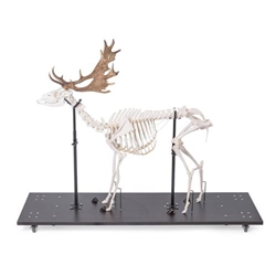 3B Scientific Fallow Deer Skeleton, Male, Articulated on Base