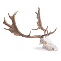 3B Scientific Fallow Deer Skull, Male