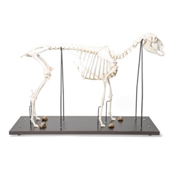 3B Scientific Domestic Sheep Skeleton, Male, Specimen