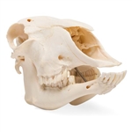 3B Scientific Domestic Sheep Skull, Female, Specimen