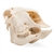 3B Scientific Domestic Sheep Skull, Male, Specimen