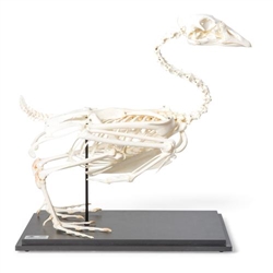 3B Scientific Goose Skeleton, Specimen