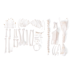 3B Scientific Goose Skeleton, Disarticulated