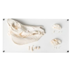 3B Scientific Tooth Types of Different Mammals, Deluxe Version