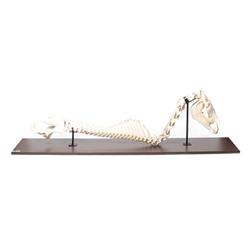 3B Scientific Horse, Spinal Column + Head, Rigidly Mounted