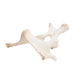 3B Scientific Horse, Pelvis