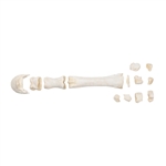 3B Scientific Horse Metacarpal Bones