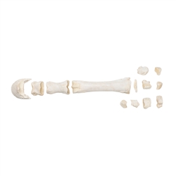 3B Scientific Horse Metacarpal Bones