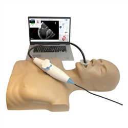3B Scientific MrTEEmothy Standard Transesophageal Echocardiography Simulator