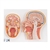 3B Scientific Median and Frontal Section of Human Head