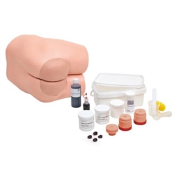 3B Scientific Bowel Care & Enema Trainer