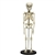 ERLER ZIMMER Child Skeleton (5 Year Old)