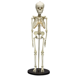 ERLER ZIMMER Child Skeleton (5 Year Old)