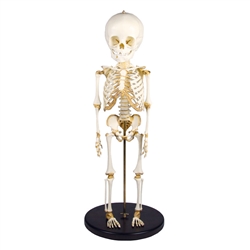 ERLER ZIMMER Child Skeleton 14 to 16 Months Old