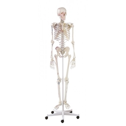 Erler Zimmer Skeleton "ARNOLD" with Muscle Markings