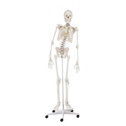 Erler Zimmer Skeleton "HUGO" with Movable Spine