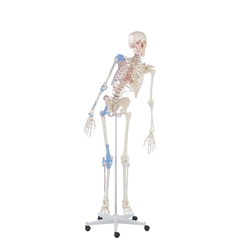 ERLER ZIMMER Skeleton Max with Movable Spine, Muscle Markings and Ligaments