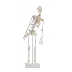 Erler Zimmer Miniature - Skeleton "FRED" with Movable Spine and Muscle Markings