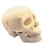 First Class Human Skull