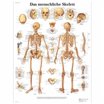 3B Scientific Human Skeleton Chart