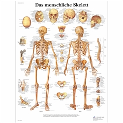 3B Scientific Human Skeleton Chart